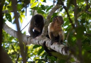 Cuatro monos maiceros fueron liberados en una reserva natural de Puerto López.