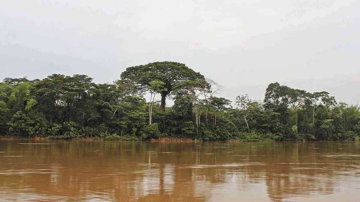 Un total de 17.000 hectáreas de bosque fueron taladas en 2018 en el Bajo Caguán. Foto: Jhon Barros