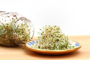 La alfalfa es una buena fuente de nutrición y se pueden utilizar como ingrediente en ensaladas, sopas, panes o se comen crudos por sí mismos.