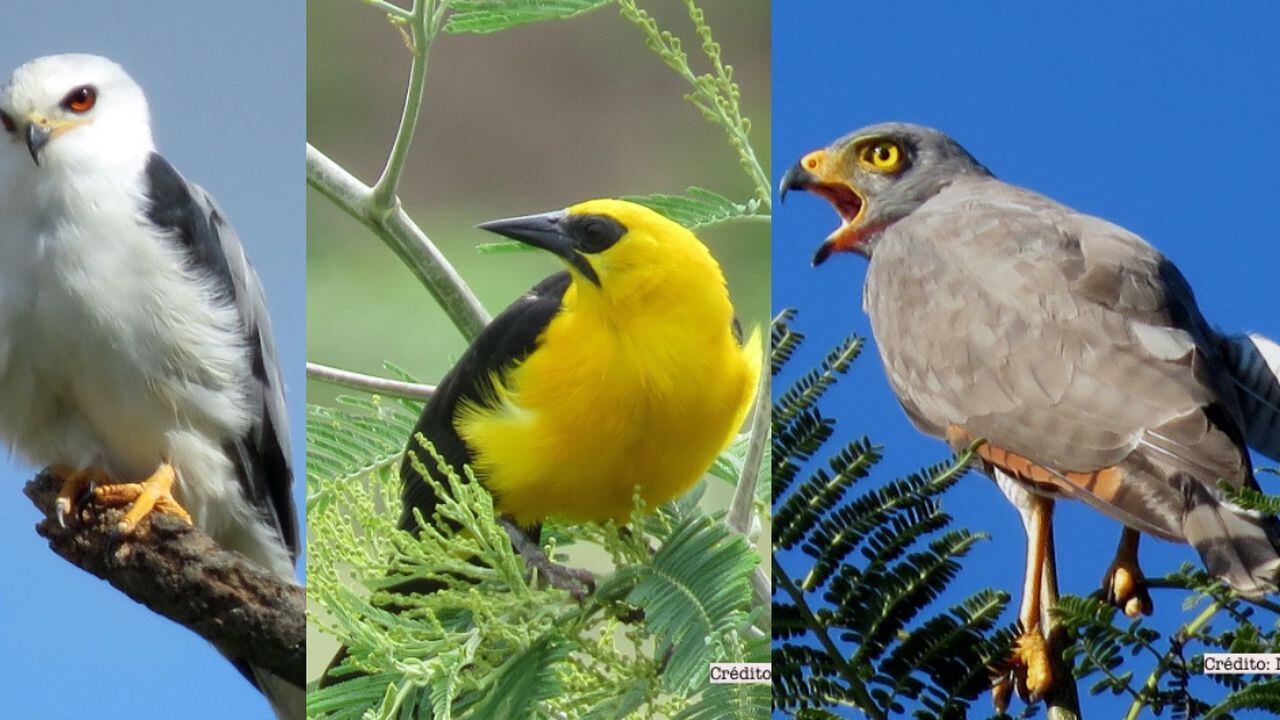 En los humedales de Chía se han podido registras varias aves entre residentes y migratorias.