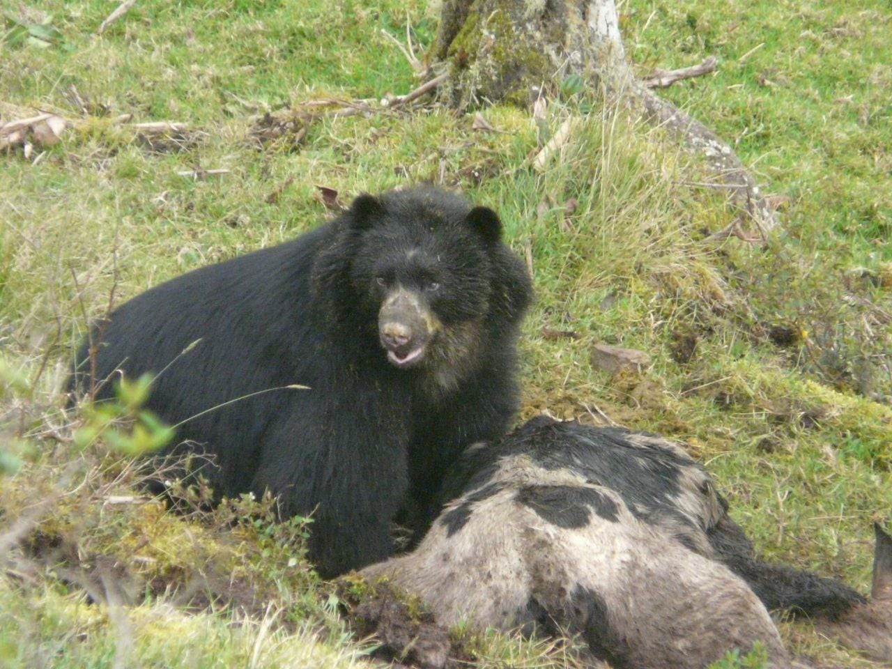 En los años 80 había muy poca documentación sobre el oso andino, por lo tanto, en el imaginario nacional los osos existían pero no en Colombia.