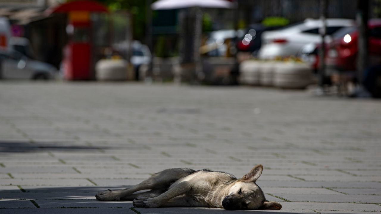 Perro muerto. (AP Photo/Visar Kryeziu)