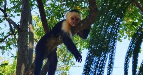 Mono capuchino en Providencia
