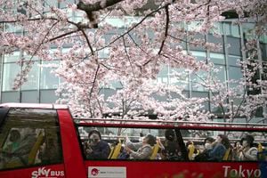 La gente ve los cerezos en flor desde un autobús turístico abierto el jueves, 31 de marzo de 2022, en Tokio. Las flores de cerezo, o "sakura", son las flores favoritas de Japón y normalmente alcanzan su punto máximo entre finales de marzo y principios de abril, justo cuando el país celebra el comienzo de un nuevo año escolar y comercial. Foto AP/Eugene Hoshiko