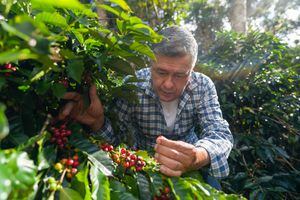 Retrato del propietario de una finca de café colombiano comprobando la calidad de sus granos en preparación para la cosecha