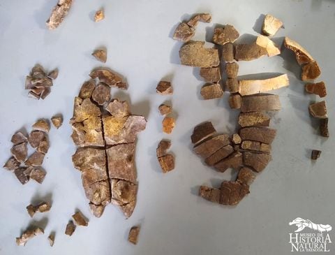 Fósil encontrado en La Tatacoa