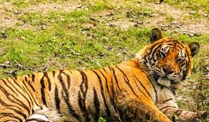 Un tigre de bengala está entre los vacunados (imagen de referencia)