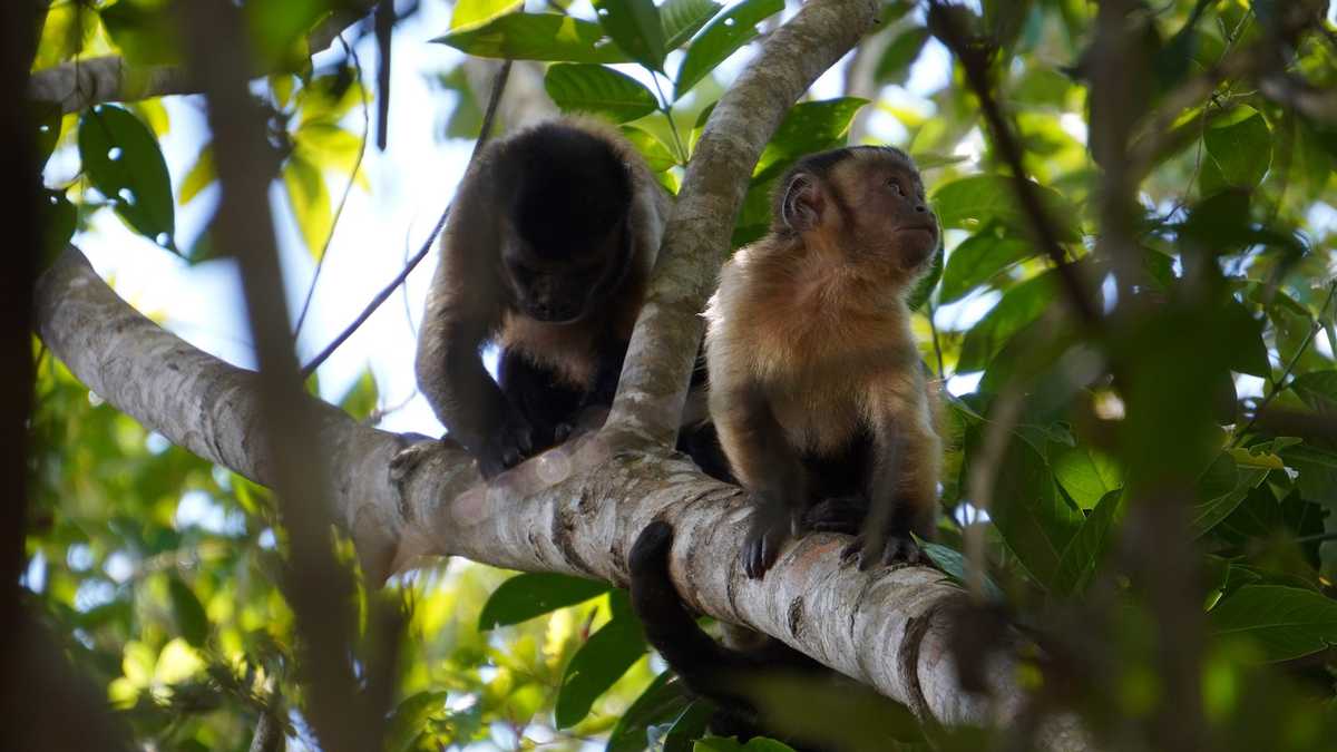 Monos Maiceros liberados en Puerto López