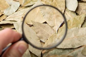 Entre las tradiciones milenarias que buscan atraer la riqueza, se encuentra el uso de una hoja especial en la billetera. El lugar perfecto para ubicarla puede ser un misterio.