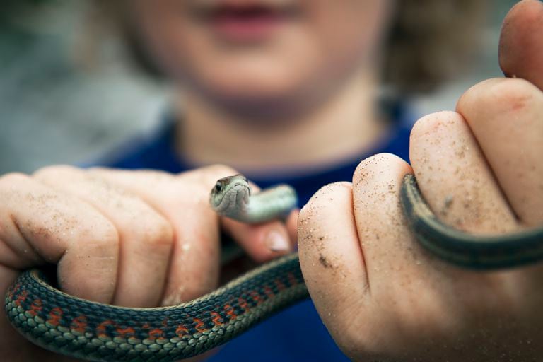 Young boy with sand on his hands holding a small snake, close up.