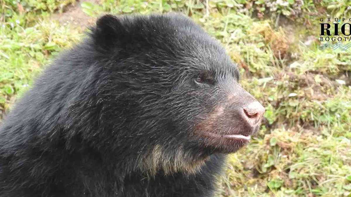 El oso de anteojos es el guardián de Chingaza, uno de los ecosistemas de la cuenca del río Bogotá. Foto:  Edimer Hernández (PNN).