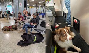 De acuerdo con la nueva normativa, las mascotas que superen los 10 kilos no podrán viajar en cabina durante los vuelos de Avianca.