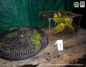 Los animales eran comercializados y para su someterlos los mantenían en jaulas, algunas aves eran pigmentadas.