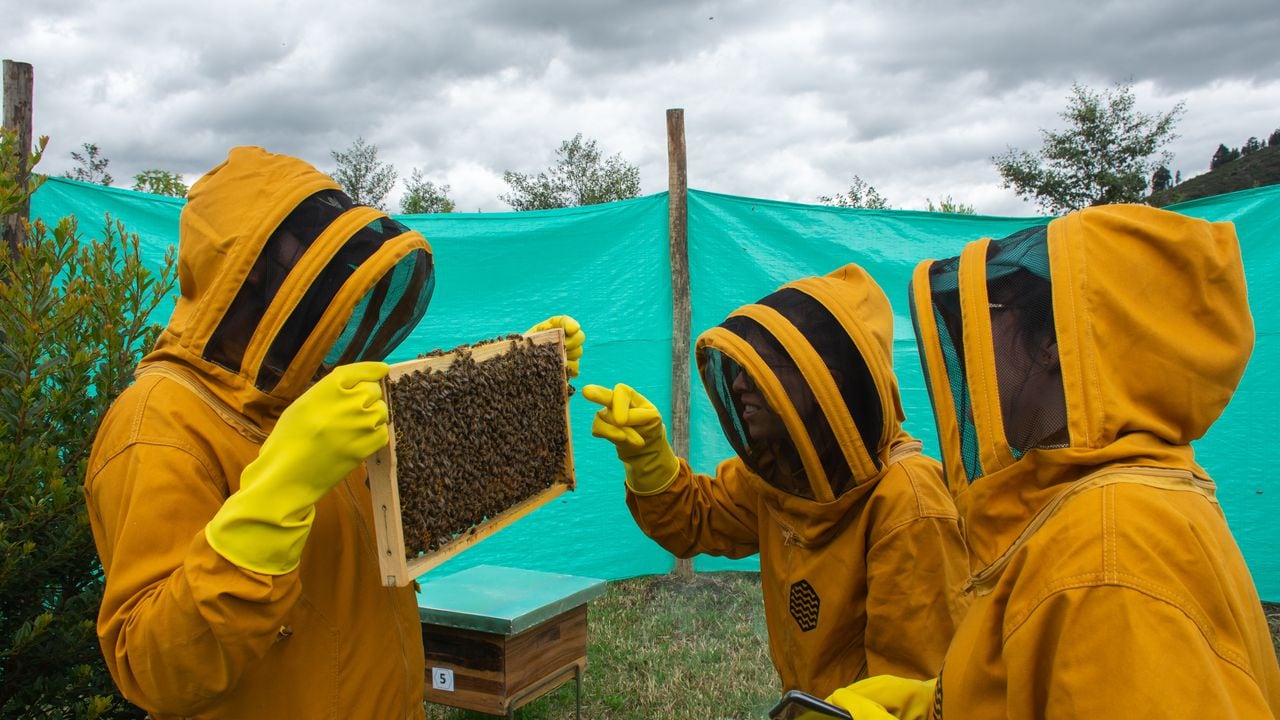 Un equipo de expertos se encarga de monitorear diariamente el compartimento y salud de las abejas.