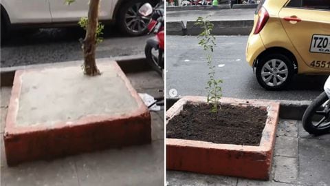 El Dagma plantó un nuevo árbol que con los años crecerá en el lugar.