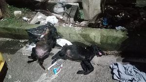 Comunidad encontró dos perritos muertos en Envigado, Antioquia.