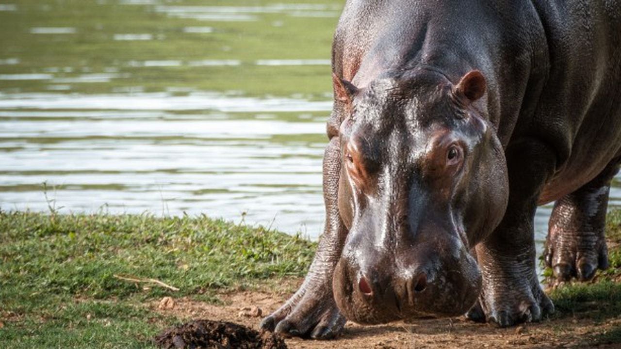 Los hipopótamos han sido considerados una especie invasora en Colombia.