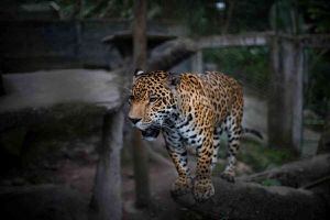 Un Jaguar (Panthera onca) rescatado de trafico ilegal, vive en la Fundación Santa Cruz en San Antonio, Cundinamarca, Colombia, el 2 de agosto de, 2019. Foto: Juancho Torres