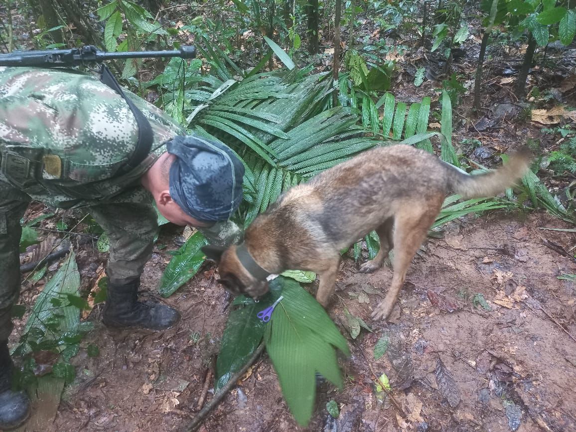 Con perros, los comandos de las operaciones especiales, buscan a los menores de edad que viajaban en la avioneta accidentada en Caquetá.