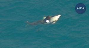 un australiano pasó cerca de 24 horas en aguas llenas de tiburones y sobrevivió