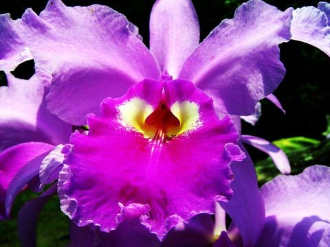 Cattleya Trianae. En 1936 fue seleccionada por la Academia de Historia de Colombia como el emblema floral del país. Es la orquídea que más se cultiva, pero actualmente se encuentra amenazada por la destrucción de su hábitat. Foto: Getty Images/iStockphoto