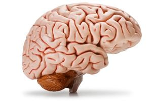 Un perfil del cerebro humano. Trazado de recorte incluido.