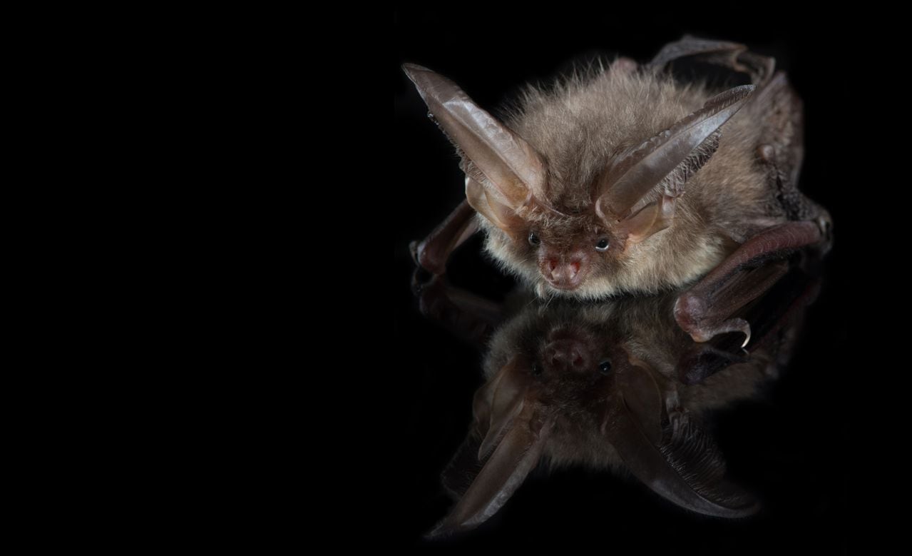 Un murciélago puede comer hasta 3 mil insectos en una sola noche, incluyendo a los mosquitos que son portadores de enfermedades como dengue y chikungunya.