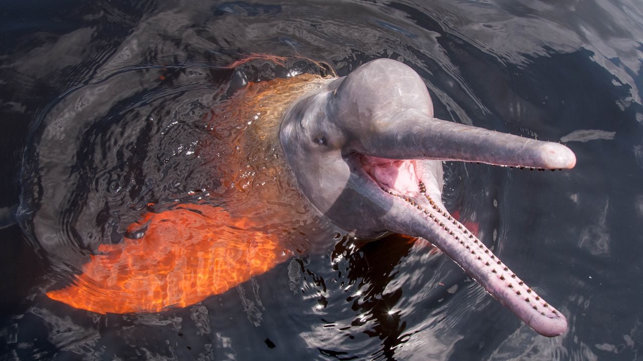 El avistamiento de delfines rosados o 'Toninas' es uno de los principales atractivos turísticos en Puerto Carreño.