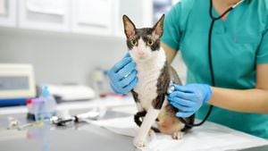 El veterinario examina a un gato de raza Cornish Rex discapacitado en una clínica veterinaria. El gato solo tiene tres patas. Salud de la mascota. Cuidado de animales. Chequeo de mascotas, pruebas y vacunación en la oficina veterinaria.