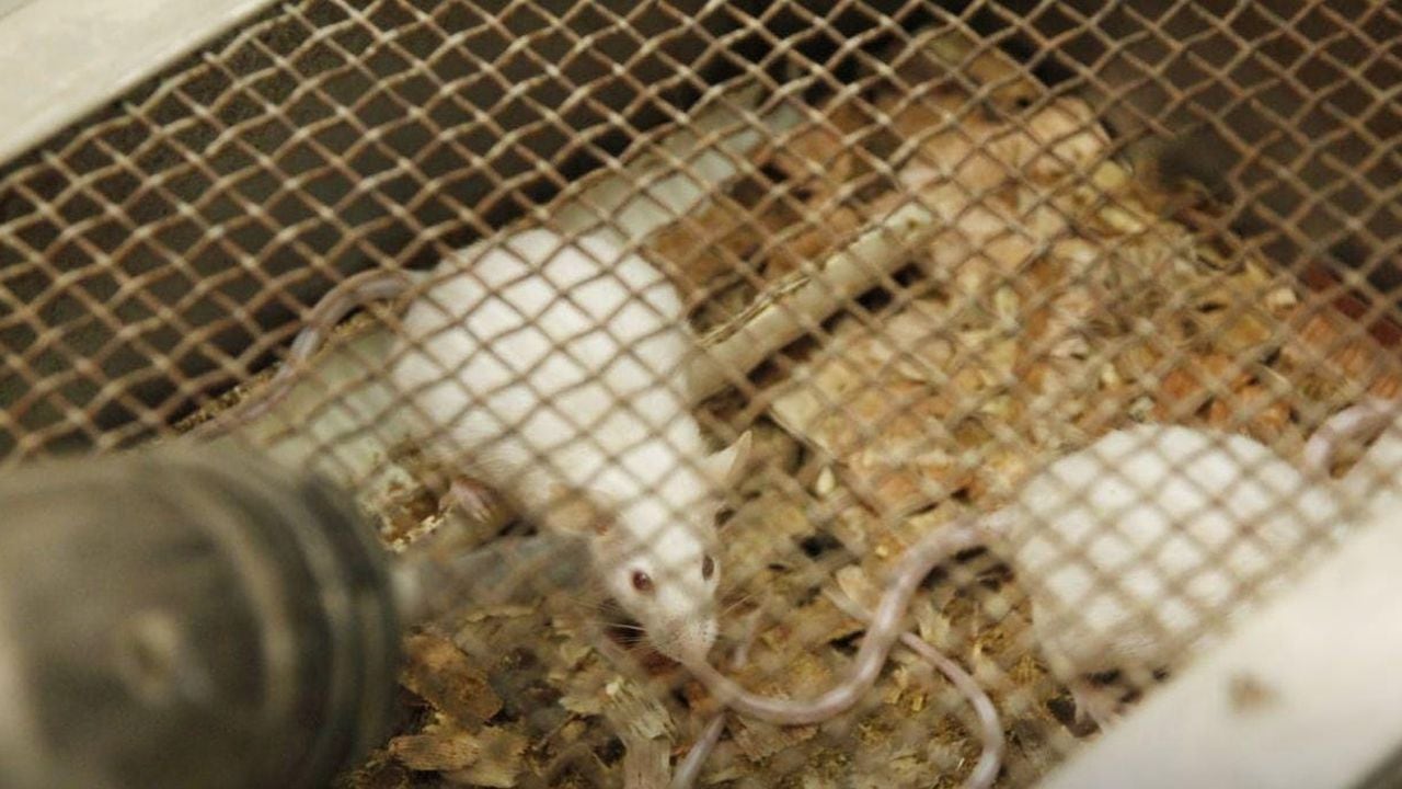 Cali: rescataron 180 ratones en centro de investigación donde eran usados para experimentos.