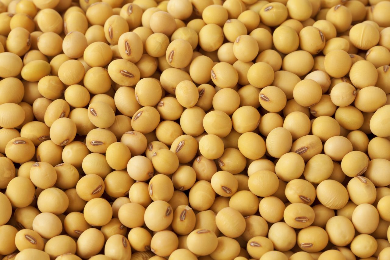 Close-up of soybean