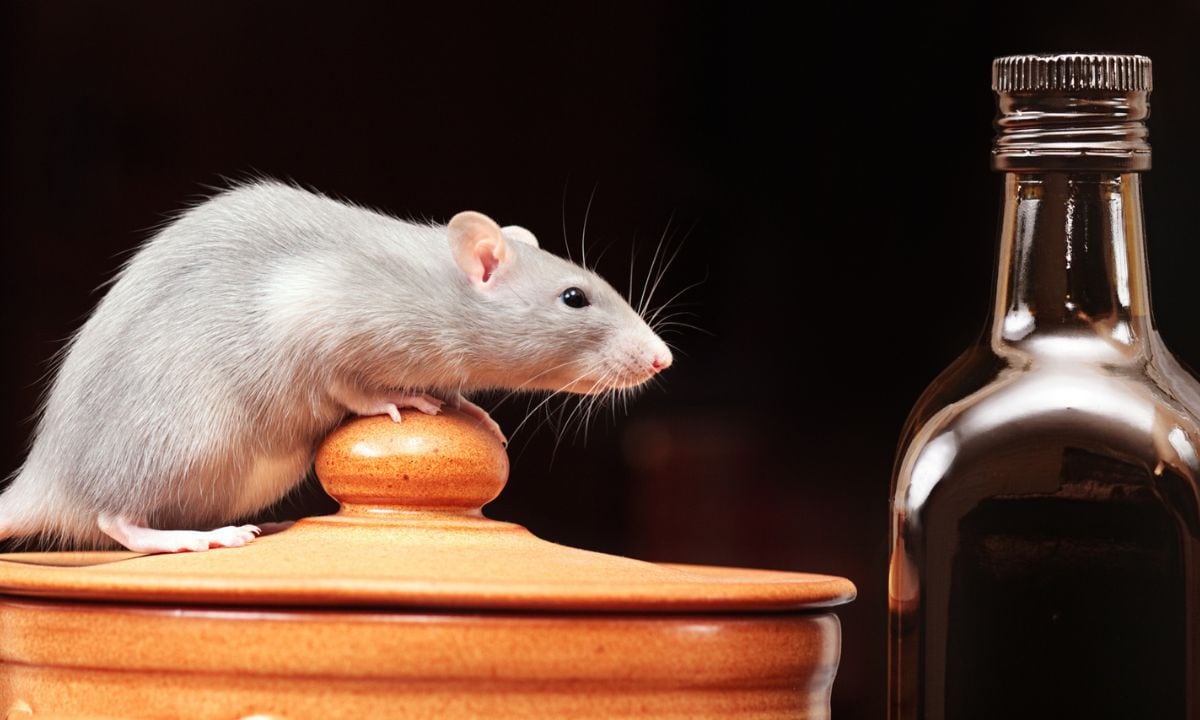 Tome nota: estos son los olores que más detestan las ratas