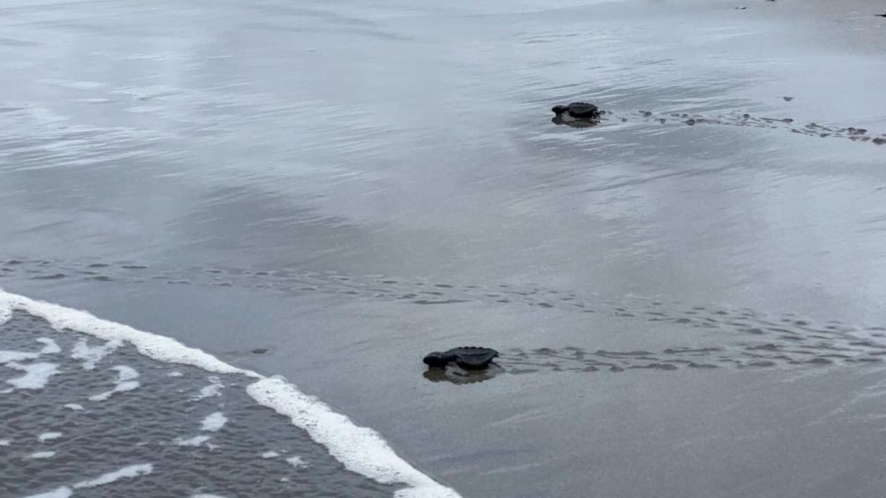 Liberan a 500 tortugas marinas en el Pacífico colombiano que se enfrentaban a la casa indiscriminada