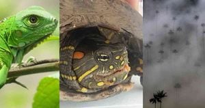 Iguanas, tortugas y palmas de cera son algunas de las víctimas durante Semana Santa. Fotos: CAR y CAM.