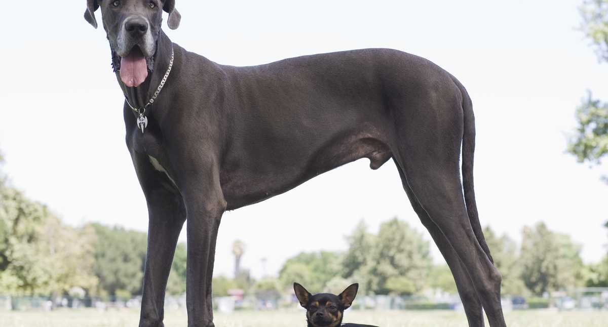 Estas las razas de perros más grandes del mundo