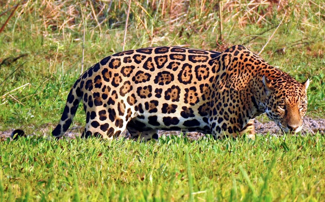 Los jaguares habitan diferentes ecosistemas del continente, desde México hasta Argentina.