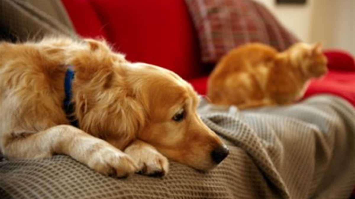 Las mascotas son un vehículo de expresión del afecto, que suele faltar cuando las personas se encuentran totalmente solas.