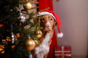 Perro - Navidad - mascota