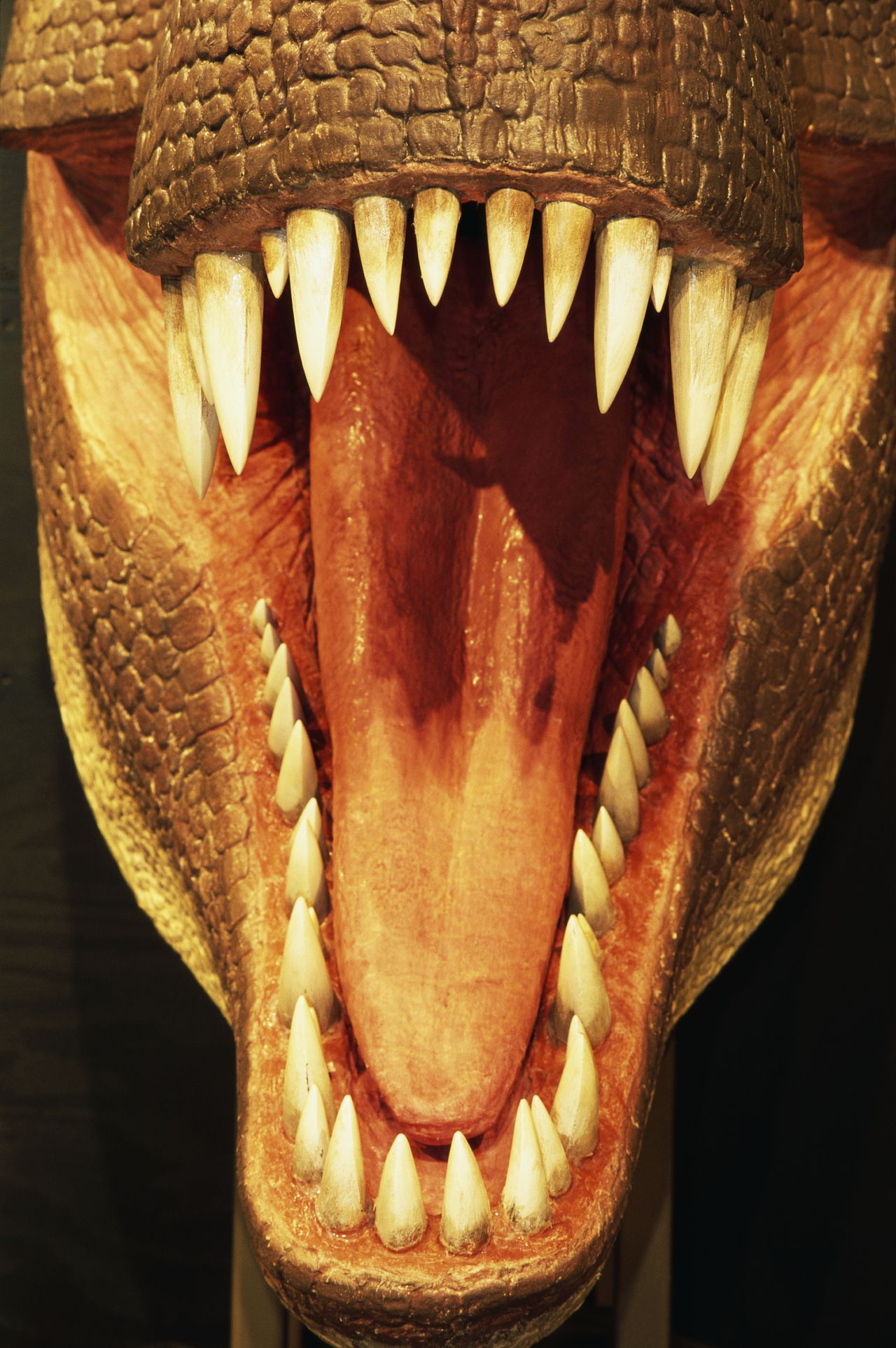 Así se pensaba era la boca y dientes de T-Rex