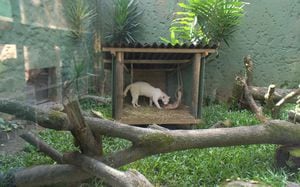 El individuo es una hembra silvestre que pertenece a la especie Leopardus pardalis.