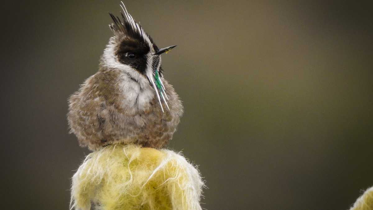 El colibrí chivito2 o barbudito paramuno, quinchita de páramo o barbudito cascocrestado (Oxypogon guerinii)