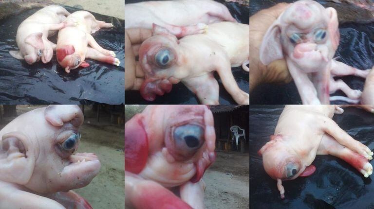 Dos cerdos nacieron con malformaciones.
