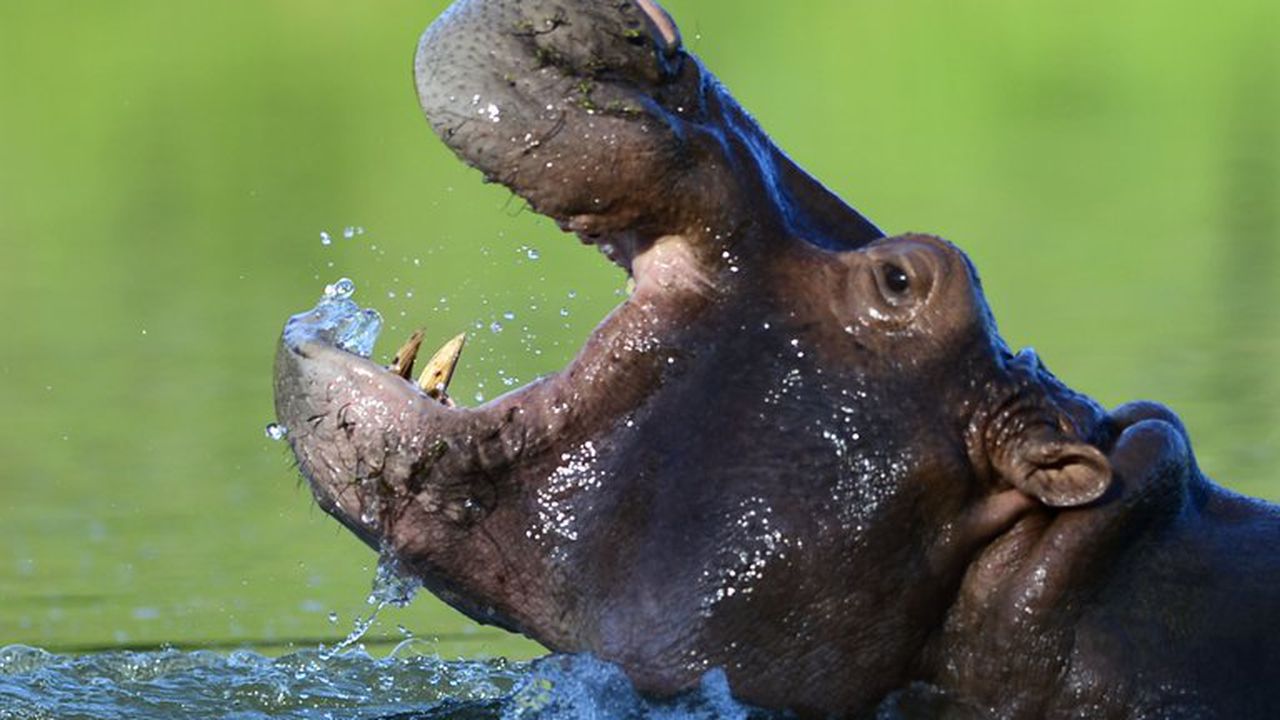 Hipopótamos Pablo Escobar. AFP