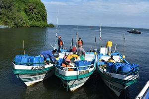 Capitanes de embarcaciones pescaron 15 tiburones y fueron capturados en Tumaco