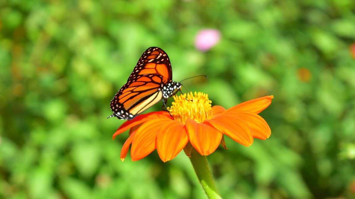 Danaus pelxippus. Es la mariposa monarca más popular de México y una de las más famosas del mundo. Su migración desde Estados Unidos hasta México es considerada uno de los espectáculos naturales más bellos. A los adultos se les puede encontrar sobrevolando claros y bordes de bosque, donde visitan diferentes flores para alimentarse. Jardín Botánico del Quindío
