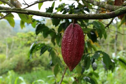 Cacao. SMehmann&AKramer / Getty Images