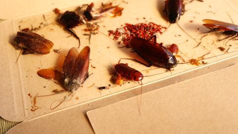 Las cucarachas se sienten atraídas por los restos de comida.