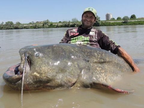 Un pescador profesional italiano logró pescar en el río Po un monstruoso siluro de casi tres metros, lo que podría constituirse en un nuevo récord mundial.
