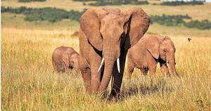 Los elefantes machos y viejos son claves para la supervivencia de la especie, según estudio. Foto: Pixabay- Mundo hoy.