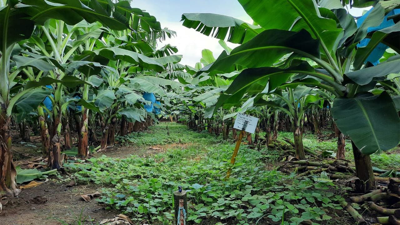 En La Guajira y Magdalena, 332.687 hectáreas son utilizadas para la agricultura, y 13.140 pertenecen al cultivo del banano.